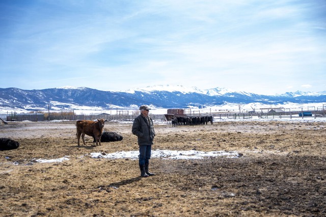 Lạ nhưng có thật 100% ở Colorado: Lừa được nuôi thay chó để bảo vệ gia súc khỏi bầy sói- Ảnh 2.