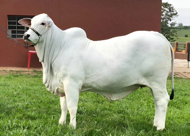 Một con bò được bán với giá hơn 110 tỷ đồng có gì đặc biệt?- Ảnh 1. Một con bò được bán với giá hơn 110 tỷ đồng có gì đặc biệt?- Ảnh 1.