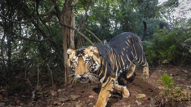 "Hắc hổ" siêu quý hiếm ở Ấn Độ, nặng gần 300kg, một mình dễ dàng hạ gục cá sấu dài 4 mét- Ảnh 2.