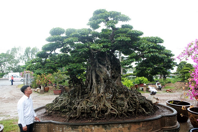 Top 3 siêu cây “dáng Rồng” đắt nhất Việt Nam: Có cây 50 tấn, giá hàng trăm tỷ đồng- Ảnh 2. Top 3 siêu cây “dáng Rồng” đắt nhất Việt Nam: Có cây 50 tấn, giá hàng trăm tỷ đồng- Ảnh 2.