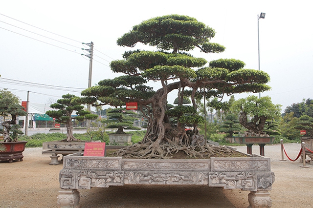 Top 3 siêu cây “dáng Rồng” đắt nhất Việt Nam: Có cây 50 tấn, giá hàng trăm tỷ đồng- Ảnh 3.