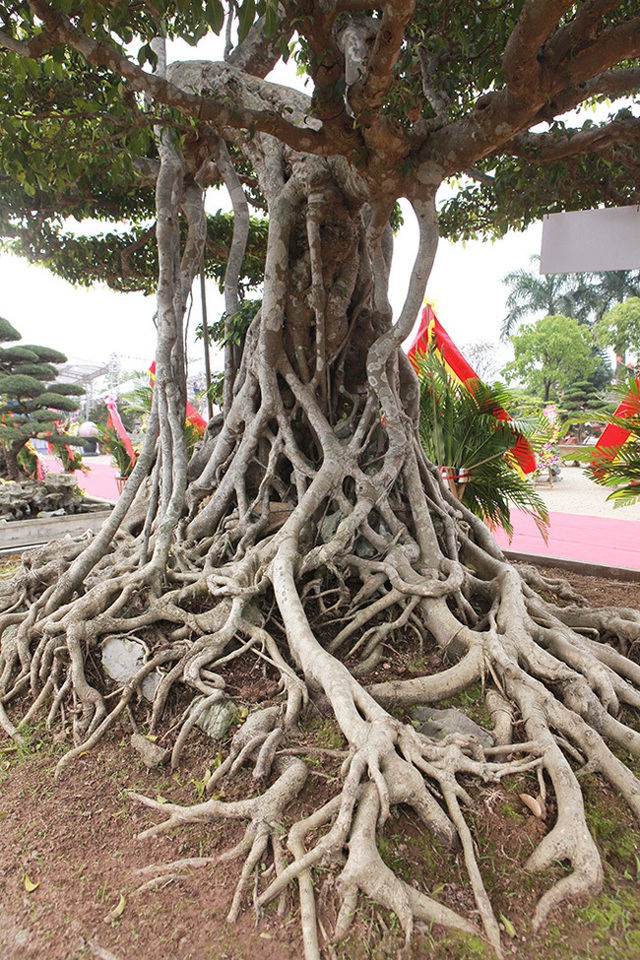 Top 3 siêu cây “dáng Rồng” đắt nhất Việt Nam: Có cây 50 tấn, giá hàng trăm tỷ đồng- Ảnh 5. Top 3 siêu cây “dáng Rồng” đắt nhất Việt Nam: Có cây 50 tấn, giá hàng trăm tỷ đồng- Ảnh 5.