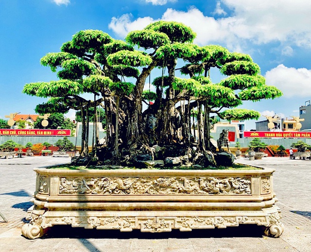 Top 3 siêu cây “dáng Rồng” đắt nhất Việt Nam: Có cây 50 tấn, giá hàng trăm tỷ đồng- Ảnh 1. Top 3 siêu cây “dáng Rồng” đắt nhất Việt Nam: Có cây 50 tấn, giá hàng trăm tỷ đồng- Ảnh 1.