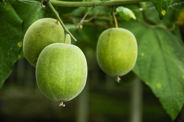 Loại quả ngọt hơn đường mía 250 lần nhưng lại không làm tăng đường huyết, phòng ngừa cả ung thư- Ảnh 1. Loại quả ngọt hơn đường mía 250 lần nhưng lại không làm tăng đường huyết, phòng ngừa cả ung thư- Ảnh 1.