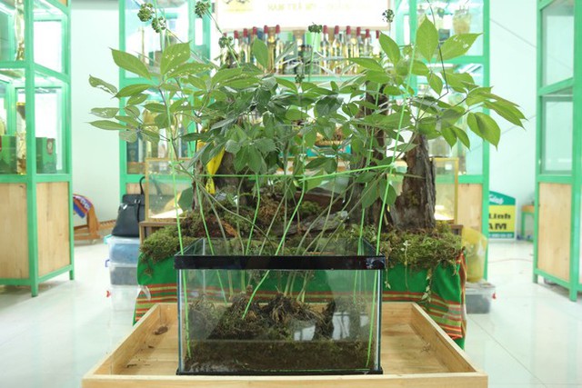 Loài cây được coi là “quốc bảo” của Việt Nam: Giá có thể lên tới hàng tỷ đồng, một vụ trộm lớn mới xảy ra- Ảnh 8. Loài cây được coi là “quốc bảo” của Việt Nam: Giá có thể lên tới hàng tỷ đồng, một vụ trộm lớn mới xảy ra- Ảnh 8.