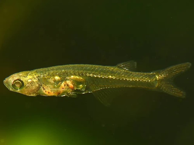 Loài cá châu Á chỉ dài 1,2cm nhưng 