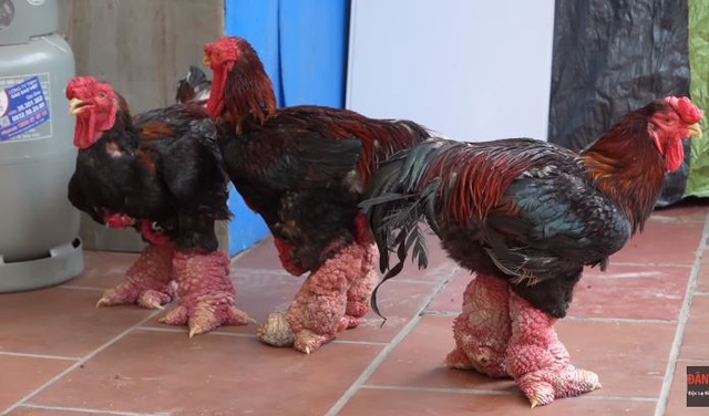 Chú gà trụi lông toàn thân, cặp chân cột đình hiếm cỡ nào mà chủ hô: 500 triệu mới bán?- Ảnh 5.