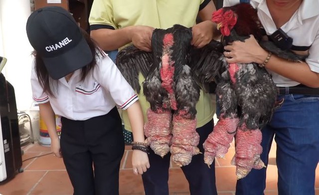 Chú gà trụi lông toàn thân, cặp chân cột đình hiếm cỡ nào mà chủ hô: 500 triệu mới bán?- Ảnh 4. Chú gà trụi lông toàn thân, cặp chân cột đình hiếm cỡ nào mà chủ hô: 500 triệu mới bán?- Ảnh 4.