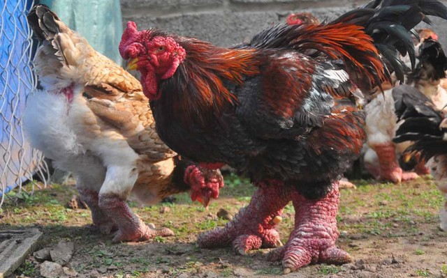 Chú gà trụi lông toàn thân, cặp chân cột đình hiếm cỡ nào mà chủ hô: 500 triệu mới bán?- Ảnh 1. Chú gà trụi lông toàn thân, cặp chân cột đình hiếm cỡ nào mà chủ hô: 500 triệu mới bán?- Ảnh 1.