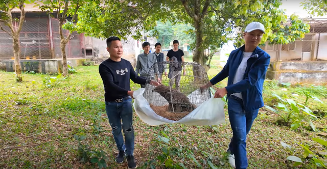 Nhận nuôi con chim nhặt ngoài mương, anh nông dân không ngờ là giống đại bàng rất hiếm gặp ở Việt Nam- Ảnh 5.