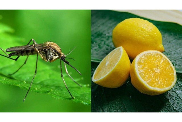 Thấy mẹ đêm nào cũng đặt một quả chanh đã cắt cạnh giường ngủ, cô gái bất ngờ khi tra cứu ra tác dụng- Ảnh 4.