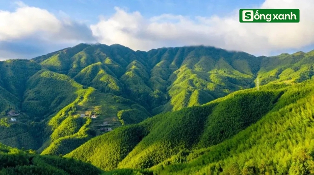 Sở hữu rừng tre dân làng đột nhiên có hơn 1.000 tỷ đồng mỗi năm: Bí quyết nằm ở cách làm đặc biệt- Ảnh 7.