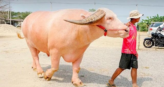 Một con trâu được bán với giá hơn 12 tỷ đồng có gì đặc biệt?- Ảnh 1. Một con trâu được bán với giá hơn 12 tỷ đồng có gì đặc biệt?- Ảnh 1.