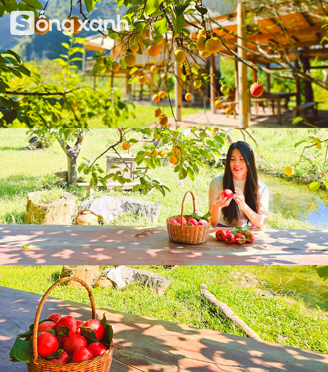 Người phụ nữ bê đá xây nhà giữa thung lũng, sống thuận tự nhiên, thu 2 tấn hồng/năm nhưng không bán- Ảnh 9.