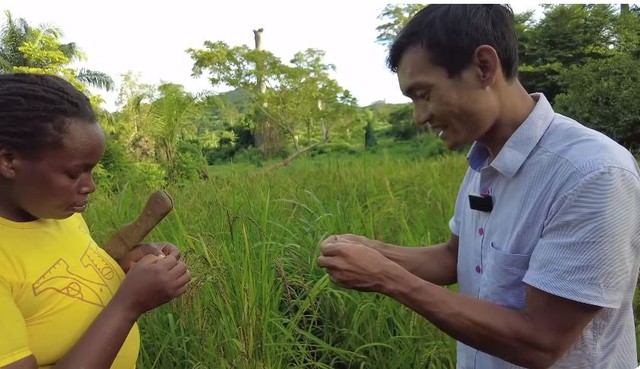 Lúa nương Việt Nam trĩu hạt trên rẫy châu Phi: Chỉ người giàu dám ăn, trồng 2 năm mới có thành quả- Ảnh 2. Lúa nương Việt Nam trĩu hạt trên rẫy châu Phi: Chỉ người giàu dám ăn, trồng 2 năm mới có thành quả- Ảnh 2.