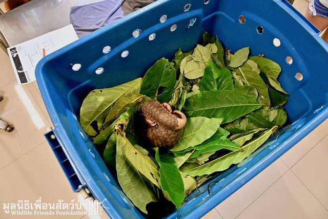 Bắt được con vật lạ, bạn bè đòi mua để thịt, người đàn ông nhất quyết từ chối, sau mới biết là sáng suốt- Ảnh 1. Bắt được con vật lạ, bạn bè đòi mua để thịt, người đàn ông nhất quyết từ chối, sau mới biết là sáng suốt- Ảnh 1.