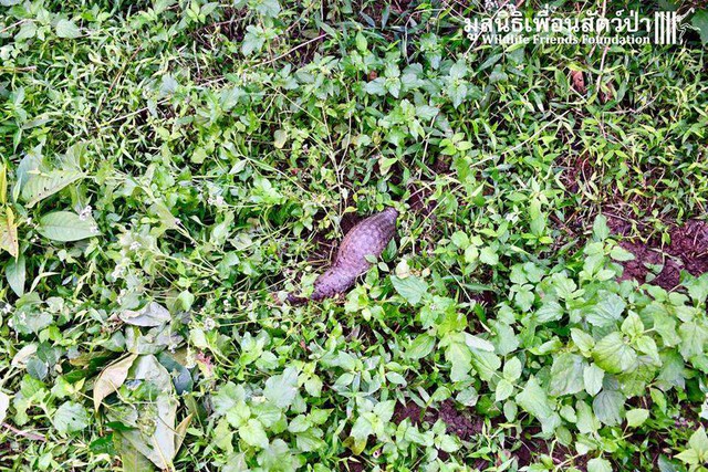 Bắt được con vật lạ, bạn bè đòi mua để thịt, người đàn ông nhất quyết từ chối, sau mới biết là sáng suốt- Ảnh 3. Bắt được con vật lạ, bạn bè đòi mua để thịt, người đàn ông nhất quyết từ chối, sau mới biết là sáng suốt- Ảnh 3.