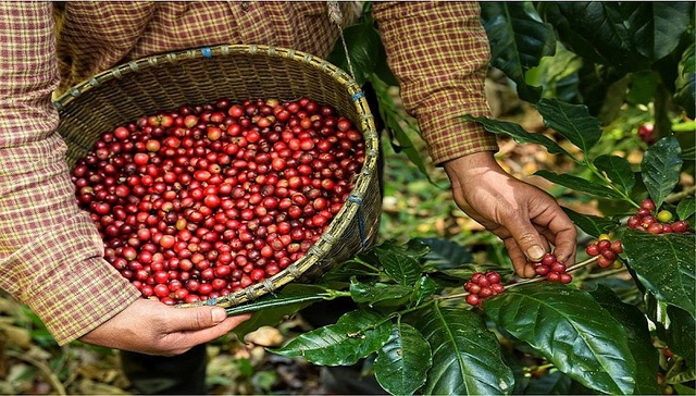 Chỉ trong 60 ngày, một mặt hàng giúp Việt Nam thu về gần 1,4 tỷ USD, kỳ vọng lập kỷ lục mới năm 2024- Ảnh 1.