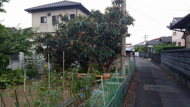 Loại quả dại mọc ở ven đường Nhật Bản, về Việt Nam thành Loại quả dại mọc ở ven đường Nhật Bản, về Việt Nam thành