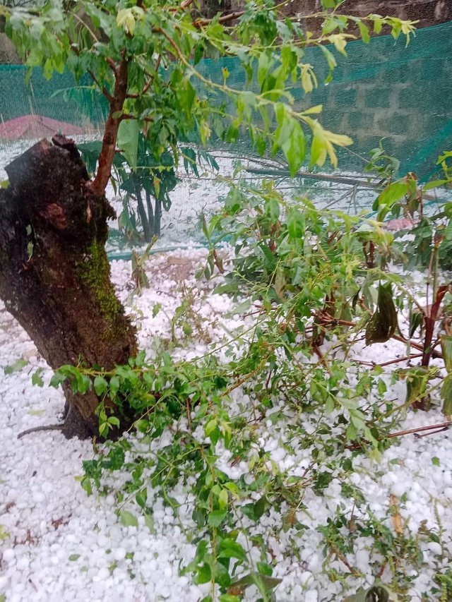 Trận mưa đá dữ dội vừa trút xuống Mộc Châu, lớp đá trắng xóa, phủ dày như tuyết- Ảnh 3. Trận mưa đá dữ dội vừa trút xuống Mộc Châu, lớp đá trắng xóa, phủ dày như tuyết- Ảnh 3.