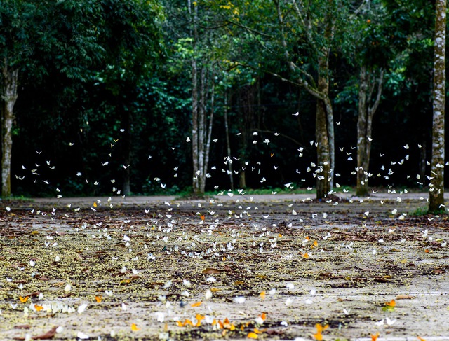 Nơi phát hiện có hàng triệu cánh bướm như truyện cổ tích, thì ra là điểm quen thuộc, cách Hà Nội hơn 100km- Ảnh 1. Nơi phát hiện có hàng triệu cánh bướm như truyện cổ tích, thì ra là điểm quen thuộc, cách Hà Nội hơn 100km- Ảnh 1.