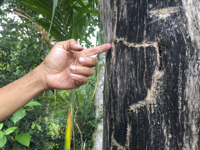 Loại gỗ triệu cây mới có một ở Việt Nam: Đại gia Nhật, Trung dốc cả hầu bao không mua nổi vì quá hiếm- Ảnh 2. Loại gỗ triệu cây mới có một ở Việt Nam: Đại gia Nhật, Trung dốc cả hầu bao không mua nổi vì quá hiếm- Ảnh 2.