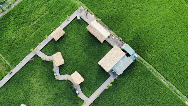 Phát hiện quán cà phê ruộng lúa cực mới, cực chill ngay ở Hà Nội, cách trung tâm chưa đến 30km- Ảnh 2. Phát hiện quán cà phê ruộng lúa cực mới, cực chill ngay ở Hà Nội, cách trung tâm chưa đến 30km- Ảnh 2.