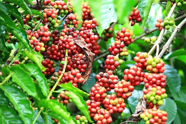Chuyện dị thường 50 năm mới thấy và thời khốc liệt của cà phê: Giá càng tăng, doanh nghiệp phá sản càng nhiều- Ảnh 2. Chuyện dị thường 50 năm mới thấy và thời khốc liệt của cà phê: Giá càng tăng, doanh nghiệp phá sản càng nhiều- Ảnh 2.