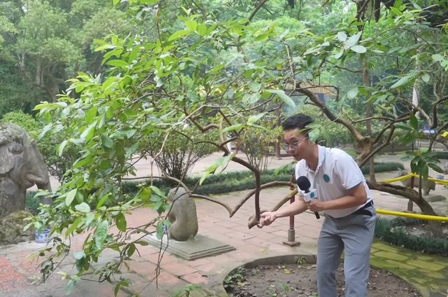 Kỳ lạ cây ổi biết "cười" khi bị cù lét ở Thanh Hóa, sờ vào thân cây liền có cảm giác khó tả trong người- Ảnh 3. Kỳ lạ cây ổi biết "cười" khi bị cù lét ở Thanh Hóa, sờ vào thân cây liền có cảm giác khó tả trong người- Ảnh 3.