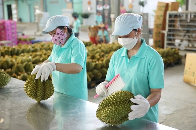 'Soán ngôi' Thái Lan, đặc sản Việt Nam chiếm lĩnh thị trường không đáy ở Trung Quốc- Ảnh 3. 'Soán ngôi' Thái Lan, đặc sản Việt Nam chiếm lĩnh thị trường không đáy ở Trung Quốc- Ảnh 3.
