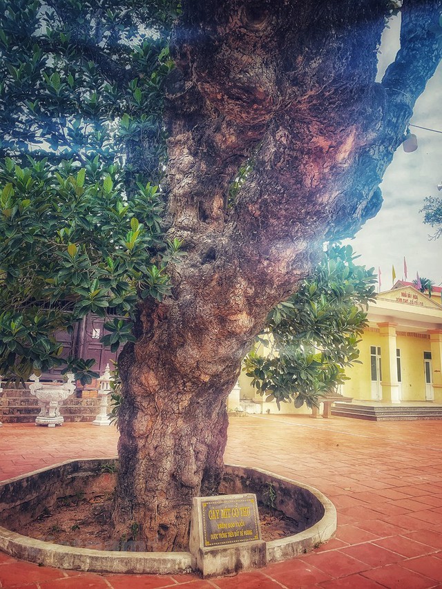 Kỳ lạ cây mít được trồng trên đất "đế vương": Tuổi đời hơn 500 năm, từng bị bom găm nhưng vẫn ra quả đều- Ảnh 1. Kỳ lạ cây mít được trồng trên đất "đế vương": Tuổi đời hơn 500 năm, từng bị bom găm nhưng vẫn ra quả đều- Ảnh 1.