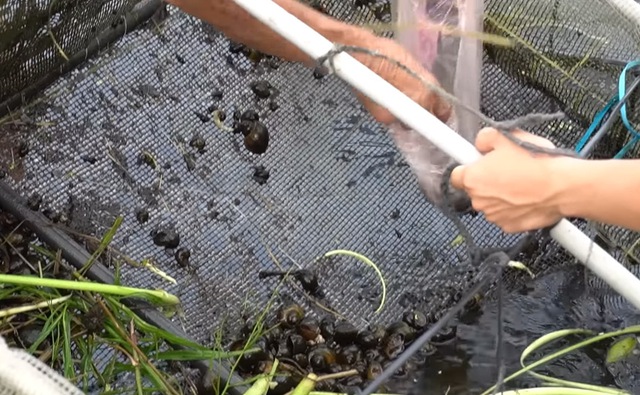 Ao cá trên nóc nhà của cụ ông 89 tuổi ở Hải Dương: Có khách cũng không phải đi chợ, lên ao là có ăn- Ảnh 6. Ao cá trên nóc nhà của cụ ông 89 tuổi ở Hải Dương: Có khách cũng không phải đi chợ, lên ao là có ăn- Ảnh 6.