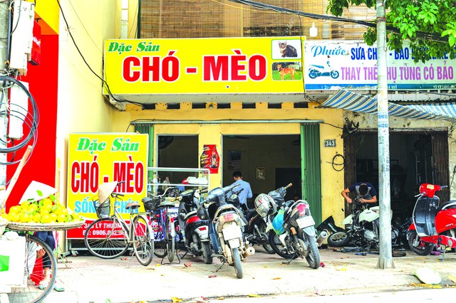 Thăm thủ phủ “tiểu hổ” miền Bắc, nơi nghìn con mèo lên đĩa mỗi ngày: Cỗ thiếu thịt mèo là kém sang- Ảnh 1. Thăm thủ phủ “tiểu hổ” miền Bắc, nơi nghìn con mèo lên đĩa mỗi ngày: Cỗ thiếu thịt mèo là kém sang- Ảnh 1.