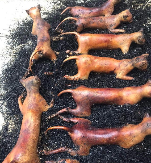 Thăm thủ phủ “tiểu hổ” miền Bắc, nơi nghìn con mèo lên đĩa mỗi ngày: Cỗ thiếu thịt mèo là kém sang- Ảnh 2. Thăm thủ phủ “tiểu hổ” miền Bắc, nơi nghìn con mèo lên đĩa mỗi ngày: Cỗ thiếu thịt mèo là kém sang- Ảnh 2.