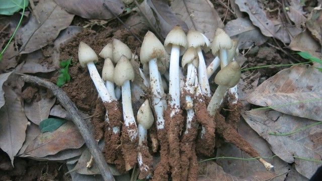 Thu hái đặc sản chỉ xuất hiện mỗi năm 1 lần sau cơn mưa đầu mùa, ung dung đút túi cả chục triệu đồng/ngày- Ảnh 1. Thu hái đặc sản chỉ xuất hiện mỗi năm 1 lần sau cơn mưa đầu mùa, ung dung đút túi cả chục triệu đồng/ngày- Ảnh 1.