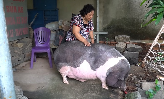 Chú heo 200kg biết tự mở vòi nước để tắm, bà chủ tiết lộ định nuôi để thịt nhưng đổi ý vì một chuyện lạ- Ảnh 2. Chú heo 200kg biết tự mở vòi nước để tắm, bà chủ tiết lộ định nuôi để thịt nhưng đổi ý vì một chuyện lạ- Ảnh 2.