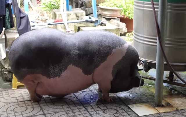 Chú heo 200kg biết tự mở vòi nước để tắm, bà chủ tiết lộ định nuôi để thịt nhưng đổi ý vì một chuyện lạ- Ảnh 5. Chú heo 200kg biết tự mở vòi nước để tắm, bà chủ tiết lộ định nuôi để thịt nhưng đổi ý vì một chuyện lạ- Ảnh 5.