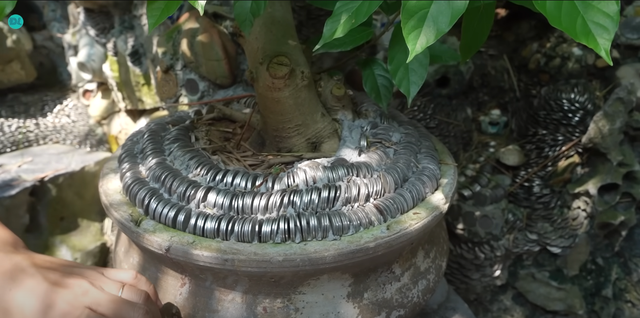 Dị nhân Vĩnh Phúc bất ngờ ra đi để lại "gia tài" cho vợ, có người trả 5 tỷ vẫn lắc đầu- Ảnh 6. Dị nhân Vĩnh Phúc bất ngờ ra đi để lại "gia tài" cho vợ, có người trả 5 tỷ vẫn lắc đầu- Ảnh 6.