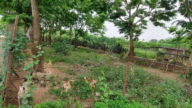 Vùng đất ở Hà Nội trồng loại cây là Vùng đất ở Hà Nội trồng loại cây là