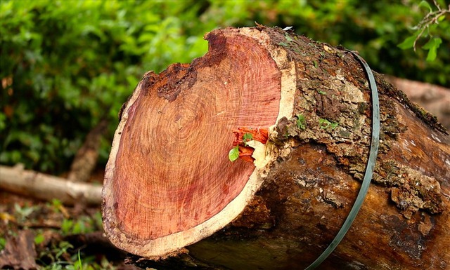 Vùng đất ở Hà Nội trồng loại cây là Vùng đất ở Hà Nội trồng loại cây là