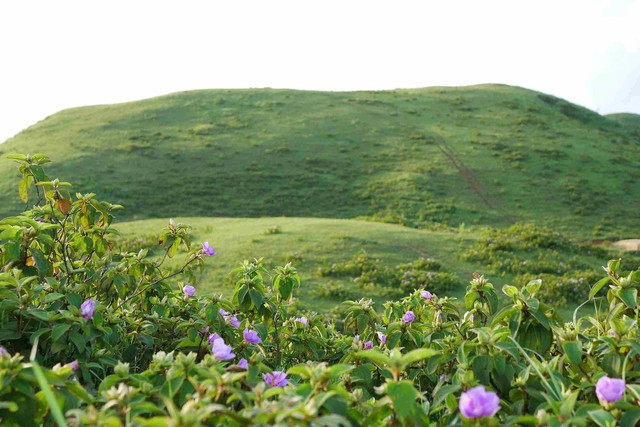 Phát hiện thảo nguyên xanh tựa thiên đường, cách thành phố chỉ 30km, dân bản địa gọi bằng tên đặc biệt- Ảnh 7.