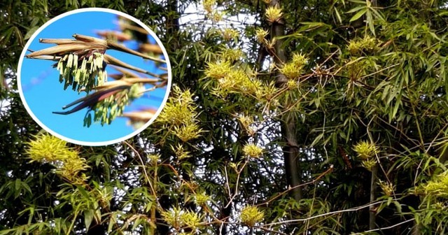 Trung Quốc tạo ra kỳ tích trong lĩnh vực nuôi sống nửa thế giới: Dự án “hạt phượng hoàng” kéo dài 40 năm- Ảnh 5. Trung Quốc tạo ra kỳ tích trong lĩnh vực nuôi sống nửa thế giới: Dự án “hạt phượng hoàng” kéo dài 40 năm- Ảnh 5.