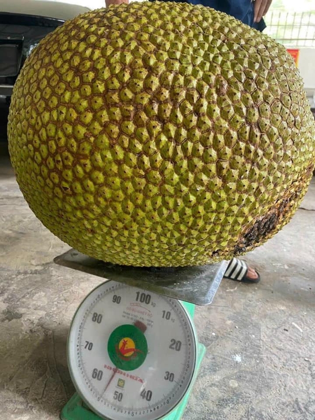 Lại xuất hiện quả mít 56kg ở Lạng Sơn xô đổ kỷ lục mít khổng lồ Hải Dương, được làm một việc vinh dự- Ảnh 3. Lại xuất hiện quả mít 56kg ở Lạng Sơn xô đổ kỷ lục mít khổng lồ Hải Dương, được làm một việc vinh dự- Ảnh 3.