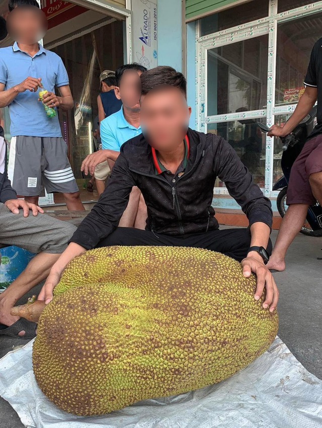 Lại xuất hiện quả mít 56kg ở Lạng Sơn xô đổ kỷ lục mít khổng lồ Hải Dương, được làm một việc vinh dự- Ảnh 1. Lại xuất hiện quả mít 56kg ở Lạng Sơn xô đổ kỷ lục mít khổng lồ Hải Dương, được làm một việc vinh dự- Ảnh 1.
