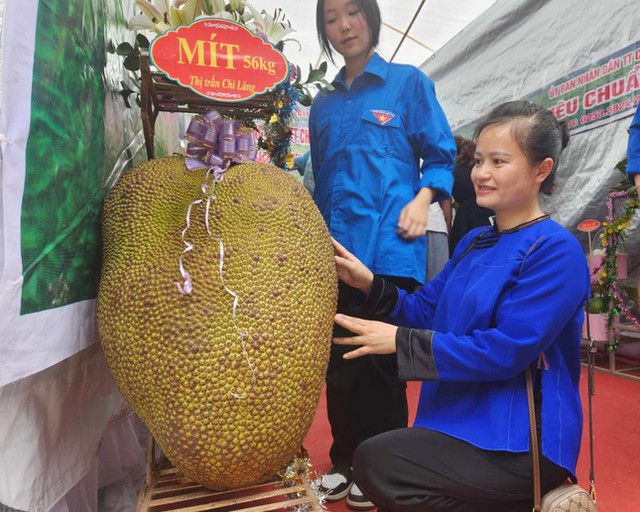 Lại xuất hiện quả mít 56kg ở Lạng Sơn xô đổ kỷ lục mít khổng lồ Hải Dương, được làm một việc vinh dự- Ảnh 2. Lại xuất hiện quả mít 56kg ở Lạng Sơn xô đổ kỷ lục mít khổng lồ Hải Dương, được làm một việc vinh dự- Ảnh 2.