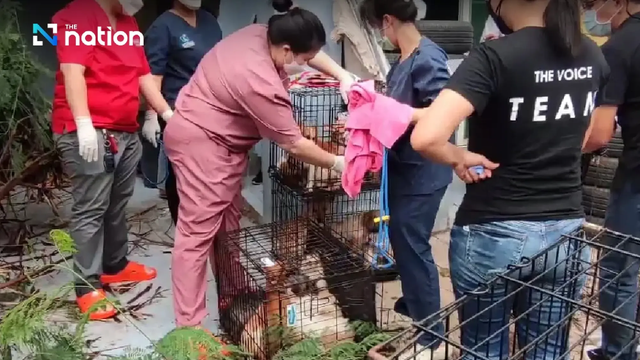 Người đàn ông nuôi gần 30 con chó, cả tuần chưa dùng xe, hàng xóm báo cảnh sát chứng kiến điều ám ảnh- Ảnh 2. Người đàn ông nuôi gần 30 con chó, cả tuần chưa dùng xe, hàng xóm báo cảnh sát chứng kiến điều ám ảnh- Ảnh 2.
