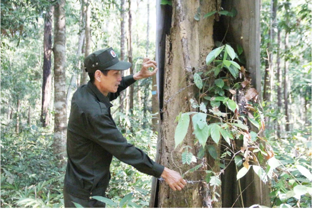 Khu rừng trắc quý nhất Việt Nam: Xây tường ngăn gần 30 tỷ, được bảo vệ bằng cách lạ thường- Ảnh 2. Khu rừng trắc quý nhất Việt Nam: Xây tường ngăn gần 30 tỷ, được bảo vệ bằng cách lạ thường- Ảnh 2.