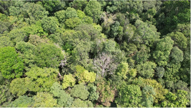 Khu rừng trắc quý nhất Việt Nam: Xây tường ngăn gần 30 tỷ, được bảo vệ bằng cách lạ thường- Ảnh 1. Khu rừng trắc quý nhất Việt Nam: Xây tường ngăn gần 30 tỷ, được bảo vệ bằng cách lạ thường- Ảnh 1.