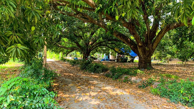 - Ảnh 9. - Ảnh 9.