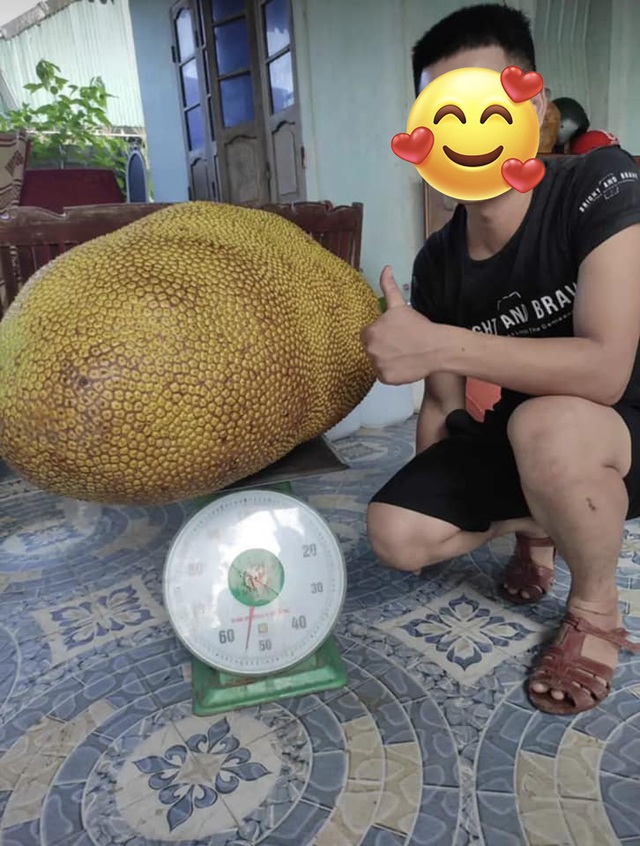 Quả mít 55kg ở Nghệ An ra mắt "đường đua" mít khủng, chủ nhân đem bán với mức giá không tưởng- Ảnh 2. Quả mít 55kg ở Nghệ An ra mắt "đường đua" mít khủng, chủ nhân đem bán với mức giá không tưởng- Ảnh 2.